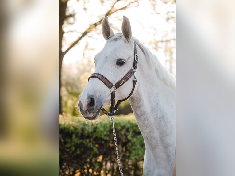Westfale Stute 14 Jahre 167 cm Schimmel in Wyszyny
