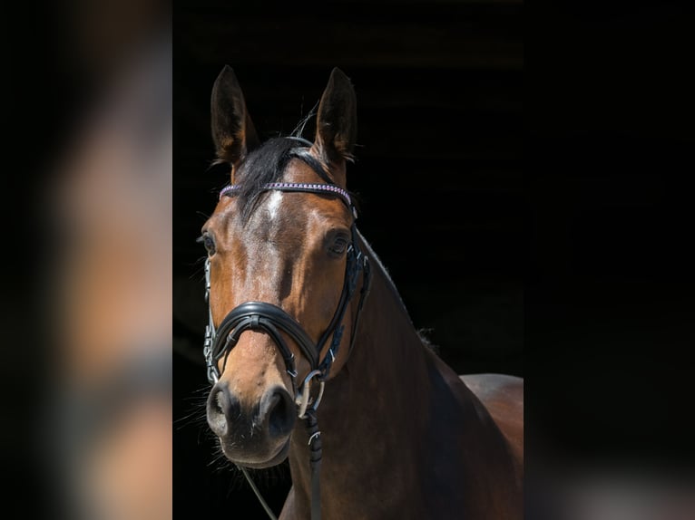 Westfale Stute 14 Jahre 168 cm Brauner in Witten