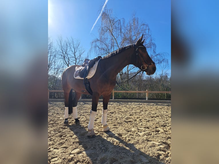Westfale Stute 14 Jahre 168 cm Brauner in Witten