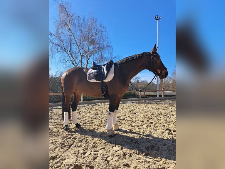 Westfale Stute 14 Jahre 168 cm Brauner in Witten