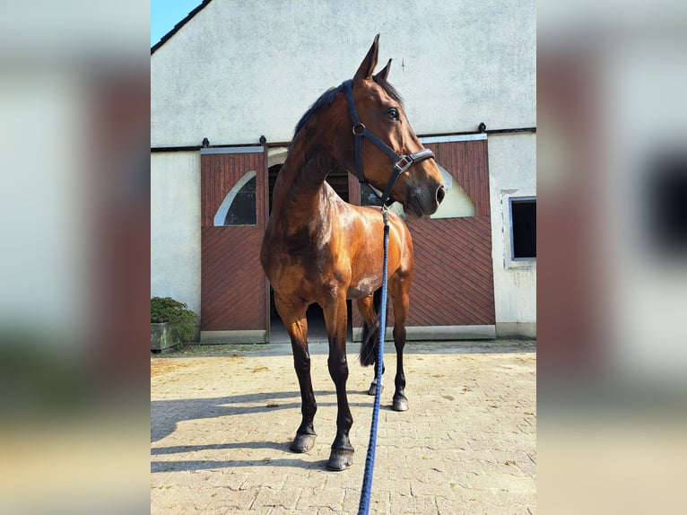 Westfale Stute 14 Jahre 168 cm Brauner in Witten