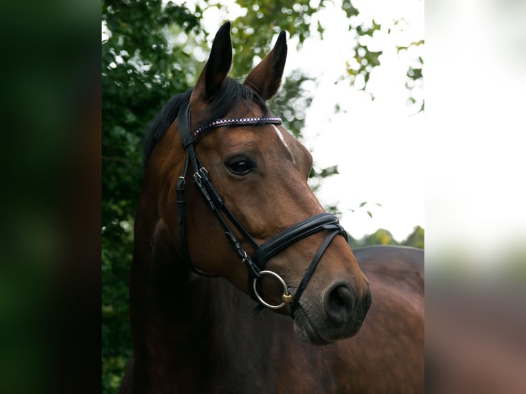 Westfale Stute 14 Jahre 168 cm Brauner in Witten