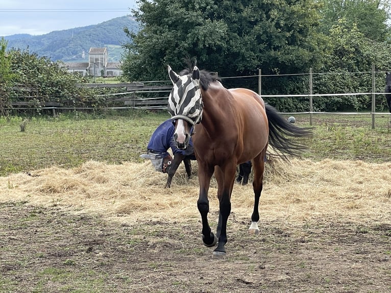 Westfale Stute 14 Jahre 168 cm Brauner in Ladenburg