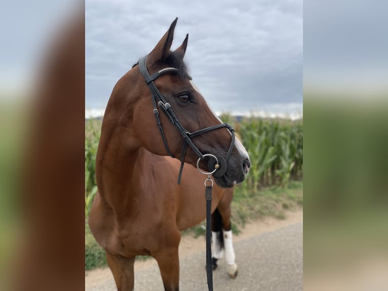 Westfale Stute 14 Jahre 168 cm Brauner in Ladenburg