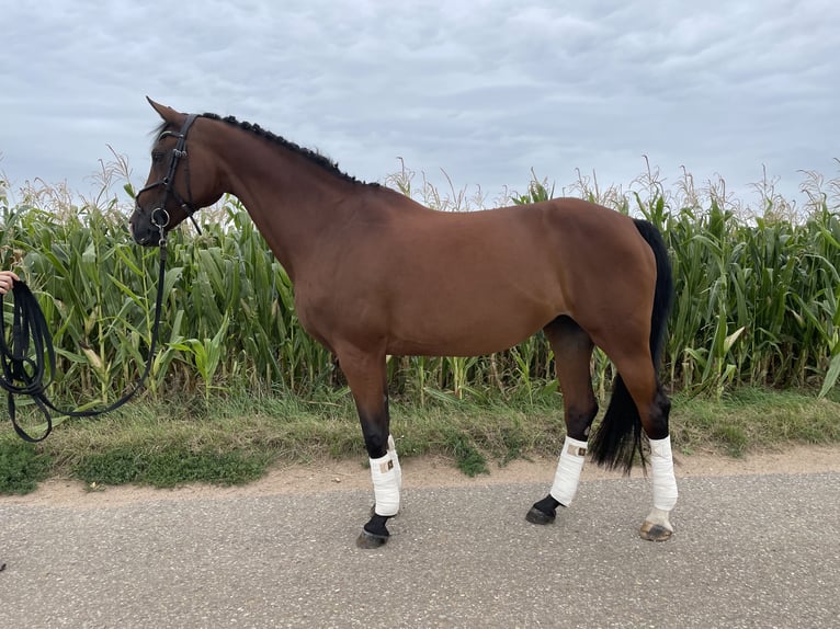 Westfale Stute 14 Jahre 168 cm Brauner in Ladenburg