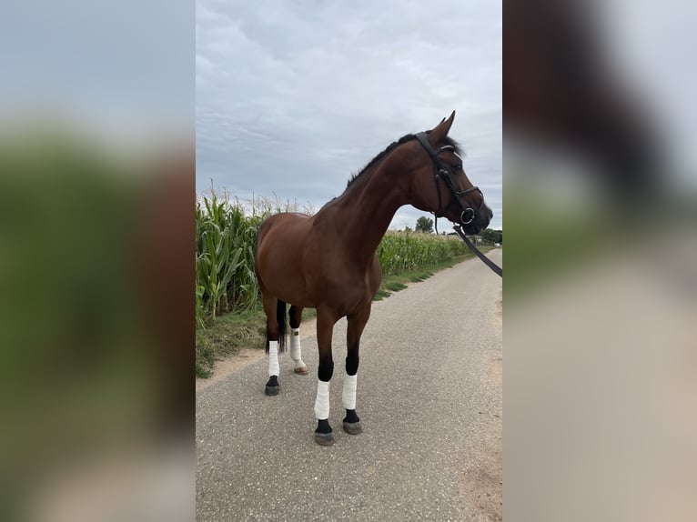 Westfale Stute 14 Jahre 168 cm Brauner in Ladenburg