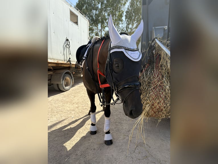 Westfale Stute 14 Jahre 168 cm Dunkelbrauner in Portocolom