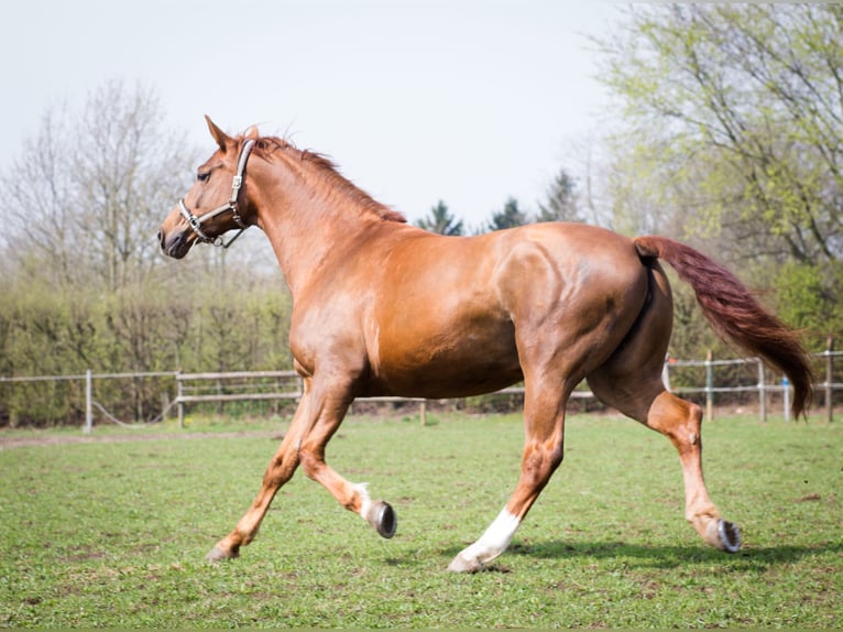 Westfale Stute 14 Jahre 168 cm Fuchs in Köln