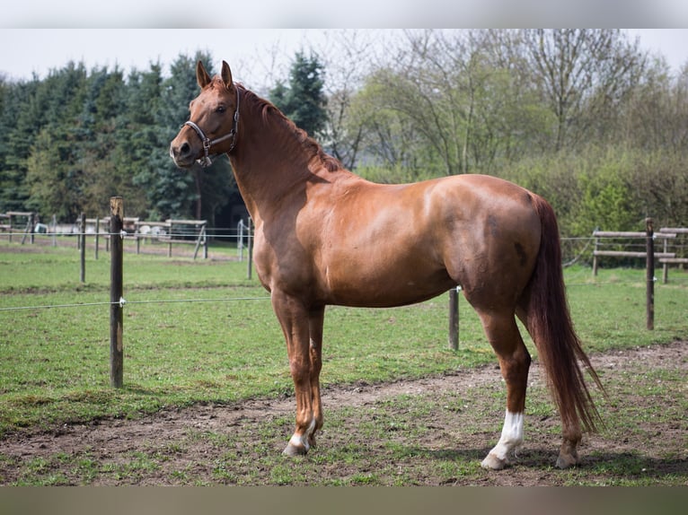 Westfale Stute 14 Jahre 168 cm Fuchs in Köln
