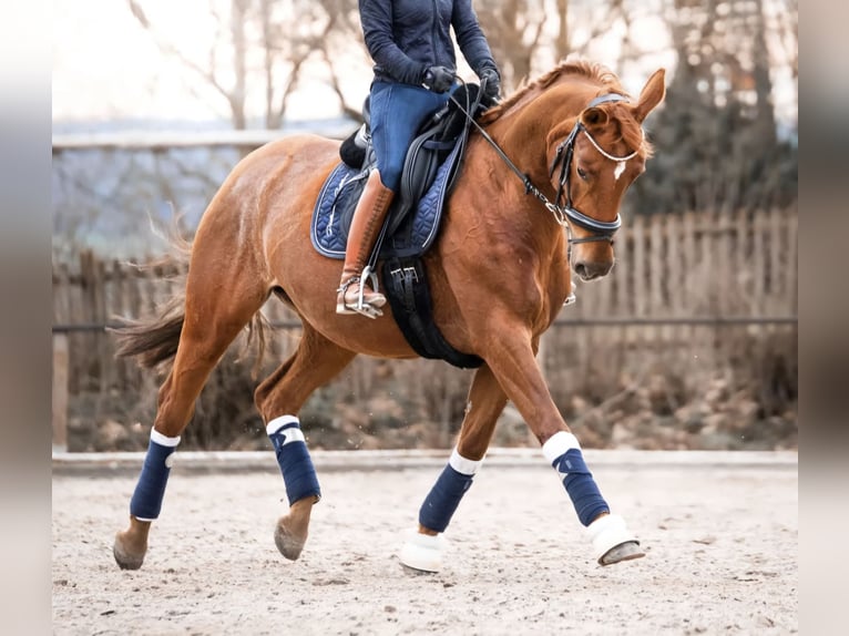 Westfale Stute 14 Jahre 168 cm Fuchs in Martfeld