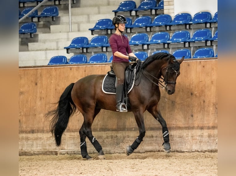 Westfale Stute 14 Jahre 168 cm Schwarzbrauner in Wernsdorf