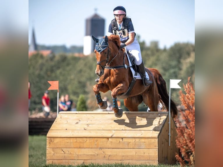 Westfale Stute 14 Jahre 169 cm Fuchs in Twistetal Westfale Stute 14 Jahre 169 cm Fuchs in Twistetal