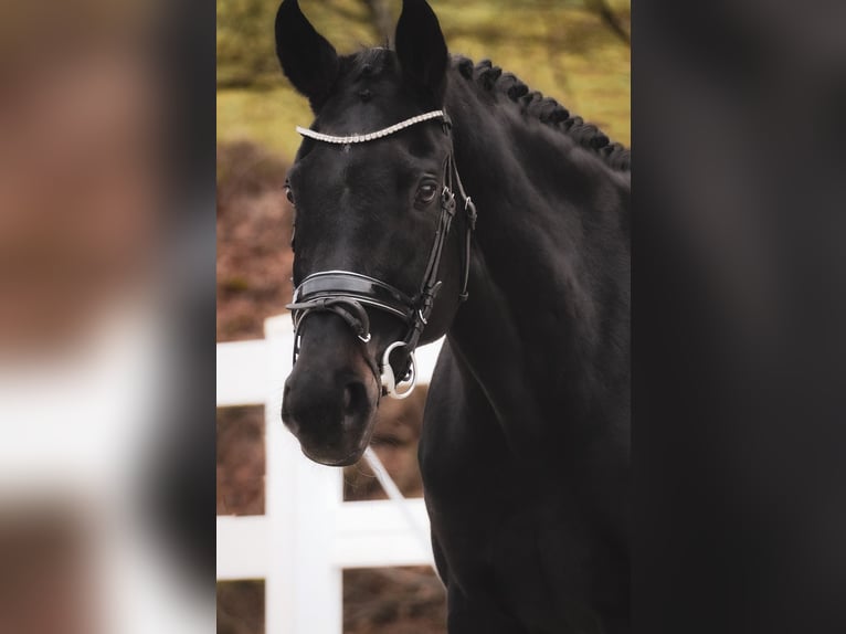 Westfale Stute 14 Jahre 169 cm Rappe in Nettersheim