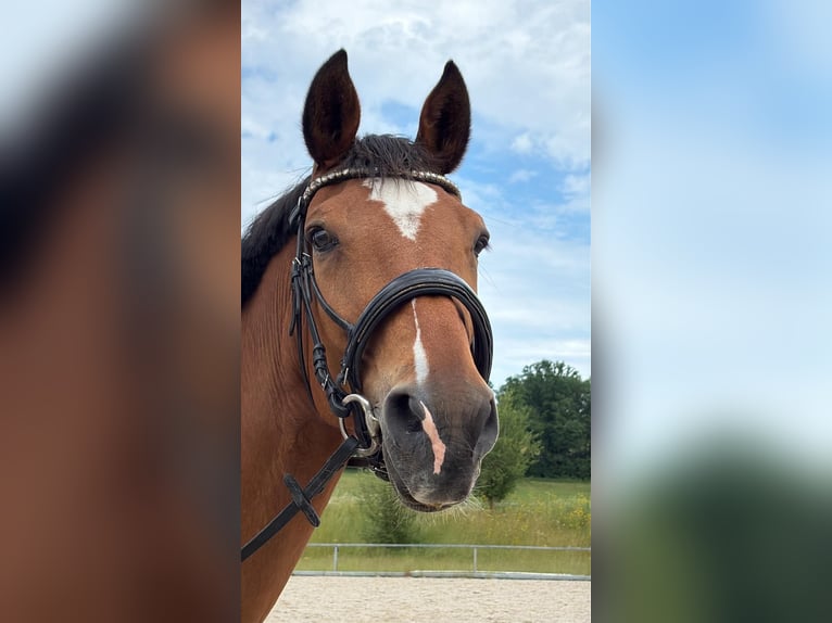 Westfale Stute 14 Jahre 170 cm Brauner in Hergatz