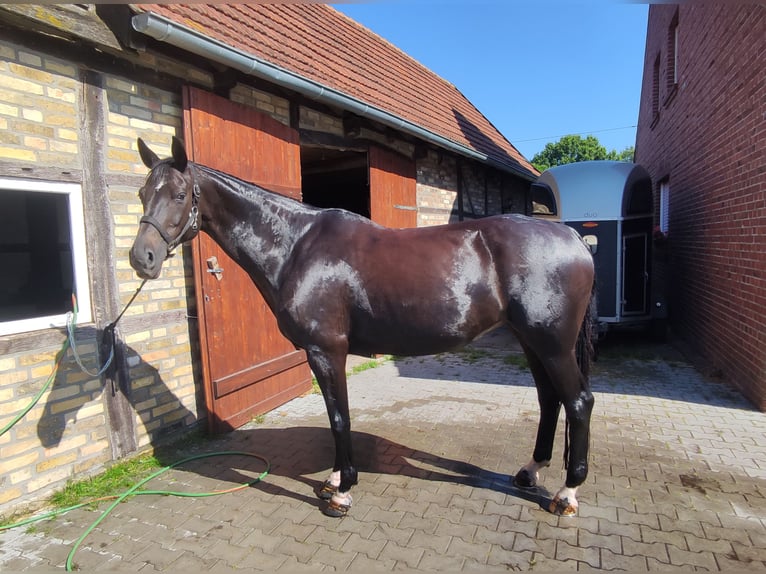 Westfale Stute 14 Jahre 170 cm Schwarzbrauner in Nordwalde