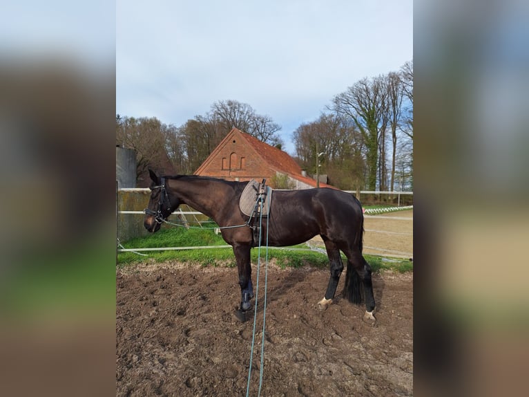 Westfale Stute 14 Jahre 170 cm Schwarzbrauner in Nordwalde