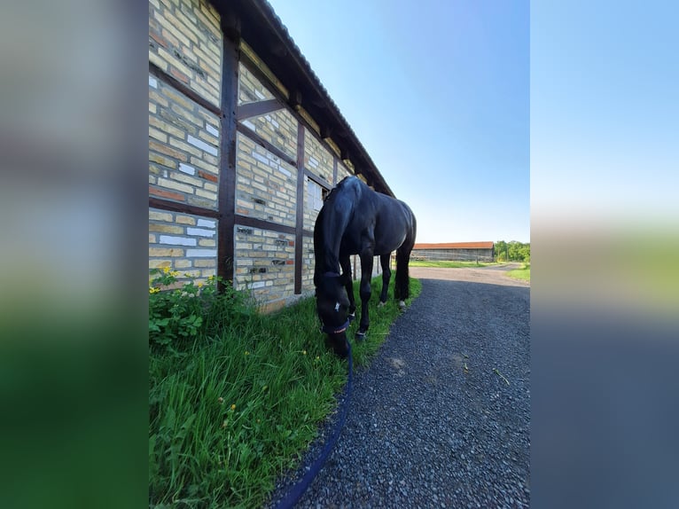 Westfale Stute 14 Jahre 170 cm Schwarzbrauner in Nordwalde