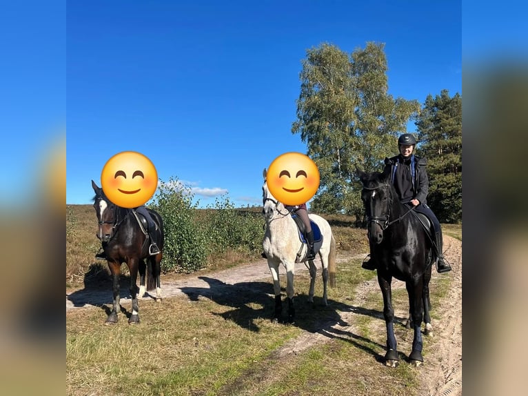 Westfale Stute 14 Jahre 170 cm Schwarzbrauner in Nordwalde