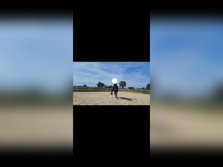 Westfale Stute 14 Jahre 170 cm Schwarzbrauner in Nordwalde