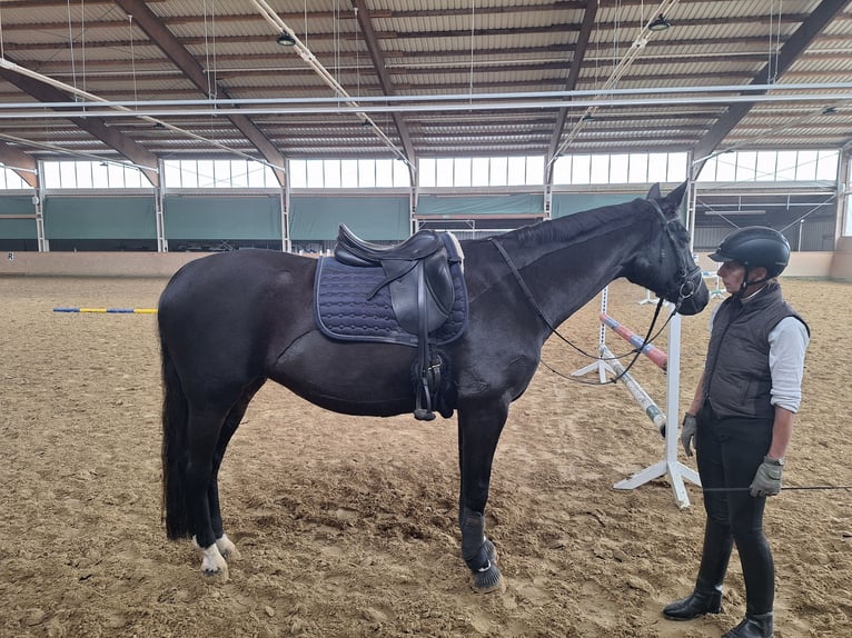Westfale Stute 14 Jahre 170 cm Schwarzbrauner in Nordwalde