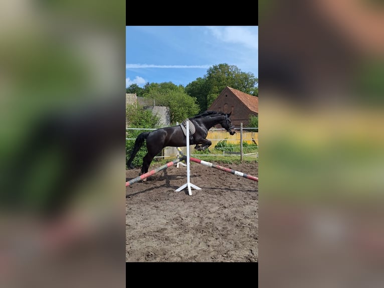 Westfale Stute 14 Jahre 170 cm Schwarzbrauner in Nordwalde