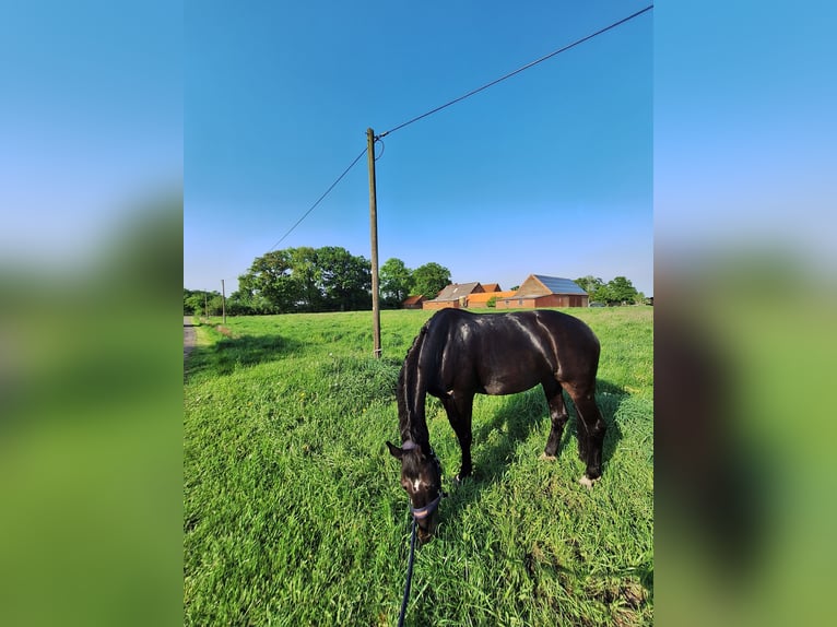 Westfale Stute 14 Jahre 170 cm Schwarzbrauner in Nordwalde