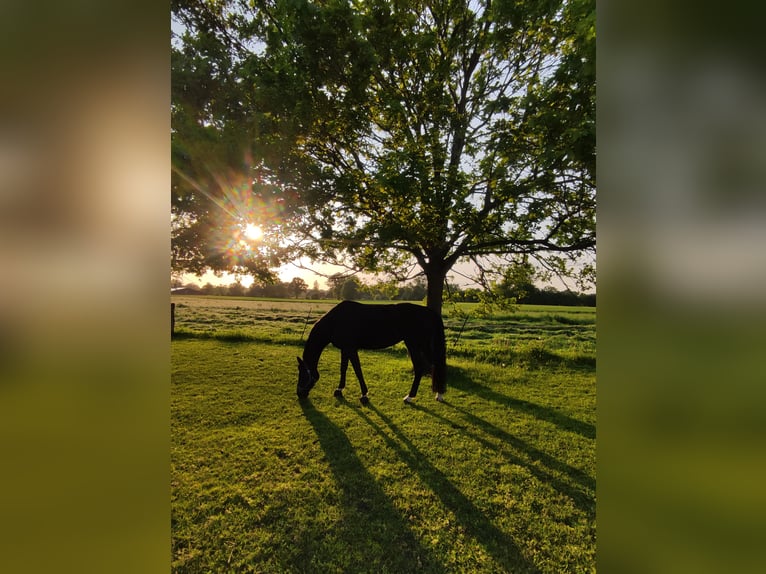 Westfale Stute 14 Jahre 170 cm Schwarzbrauner in Nordwalde