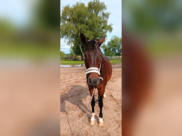 Westfale Stute 14 Jahre 172 cm Brauner in Rodgau