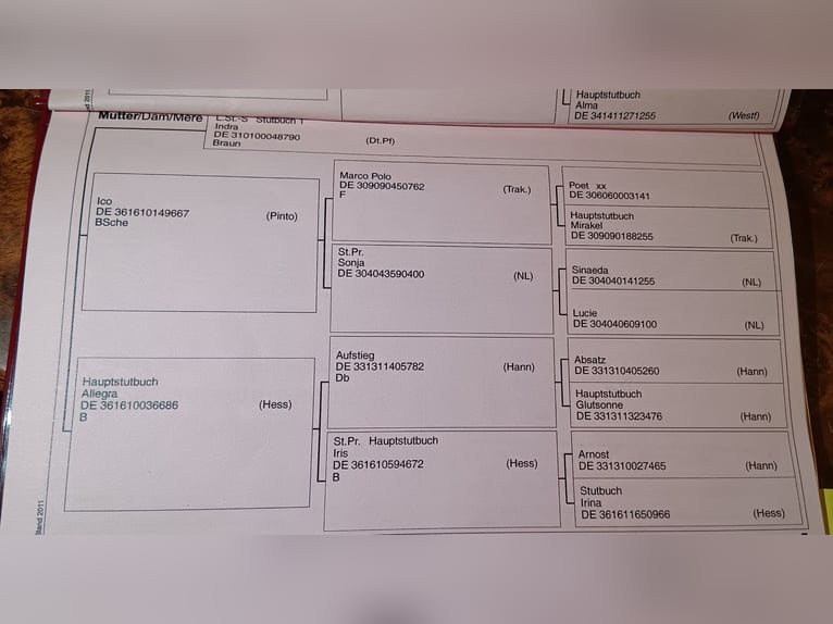 Westfale Stute 14 Jahre 172 cm Brauner in Rodgau