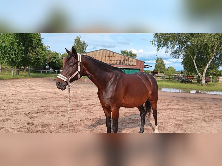 Westfale Stute 14 Jahre 172 cm Brauner in Rodgau