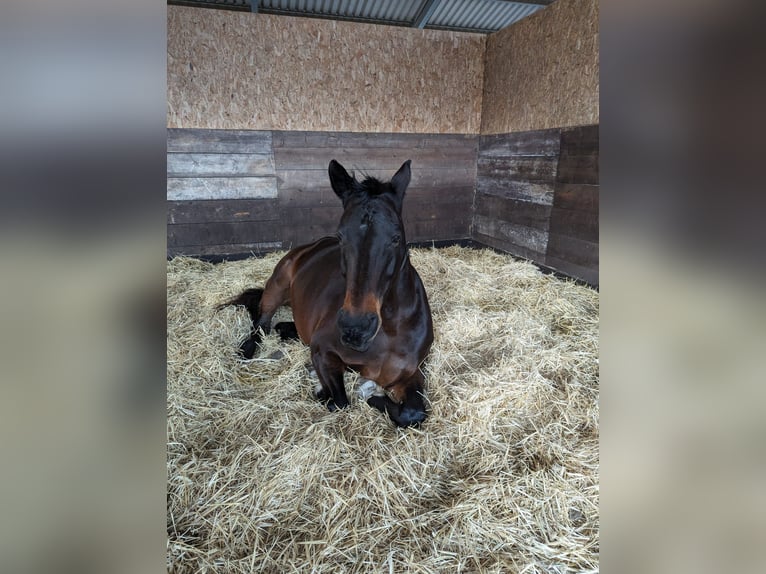 Westfale Stute 14 Jahre 172 cm Brauner in Rodgau