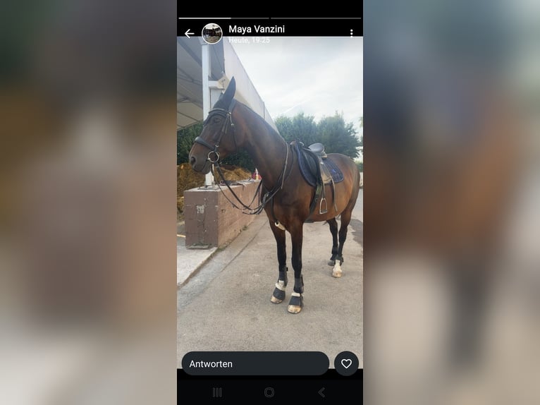 Westfale Stute 14 Jahre 172 cm Brauner in Rodgau