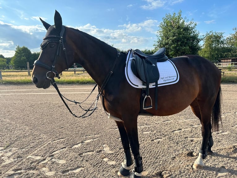 Westfale Stute 14 Jahre 172 cm Brauner in Rodgau