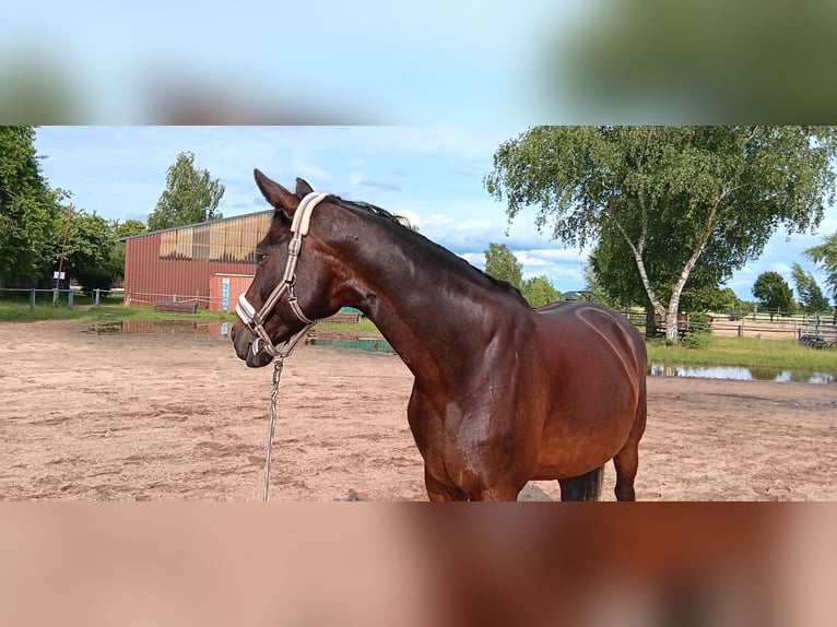 Westfale Stute 14 Jahre 172 cm Brauner in Rodgau