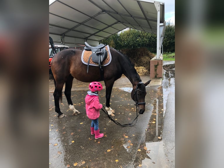 Westfale Stute 14 Jahre 172 cm Brauner in Rodgau