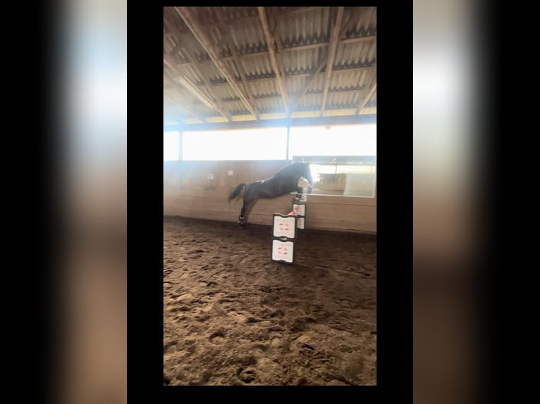 Westfale Stute 14 Jahre 172 cm Brauner in Rodgau
