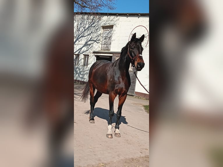 Westfale Stute 14 Jahre 172 cm Brauner in Rodgau