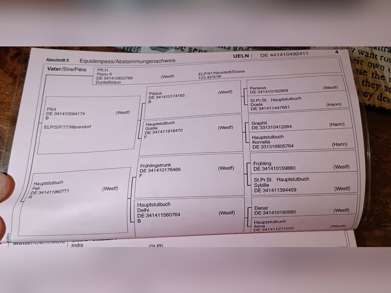 Westfale Stute 14 Jahre 172 cm Brauner in Rodgau