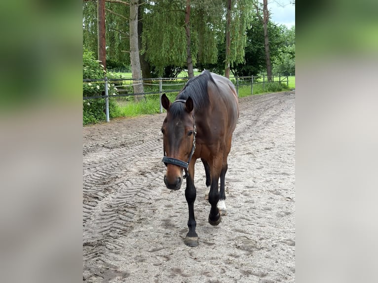 Westfale Stute 14 Jahre 174 cm Dunkelbrauner in Bad Grund (Harz)