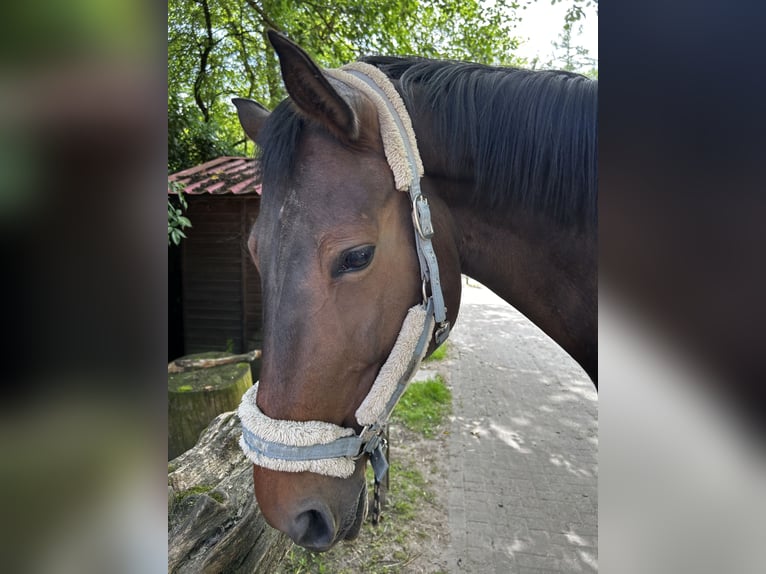 Westfale Stute 14 Jahre 174 cm Dunkelbrauner in Bad Grund (Harz)