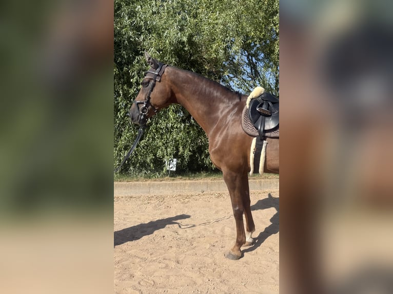 Westfale Stute 14 Jahre 174 cm Dunkelfuchs in Weißensee
