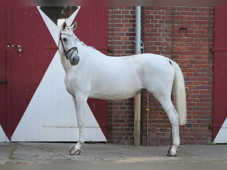 Westfale Stute 14 Jahre 174 cm Schimmel in Ennigerloh