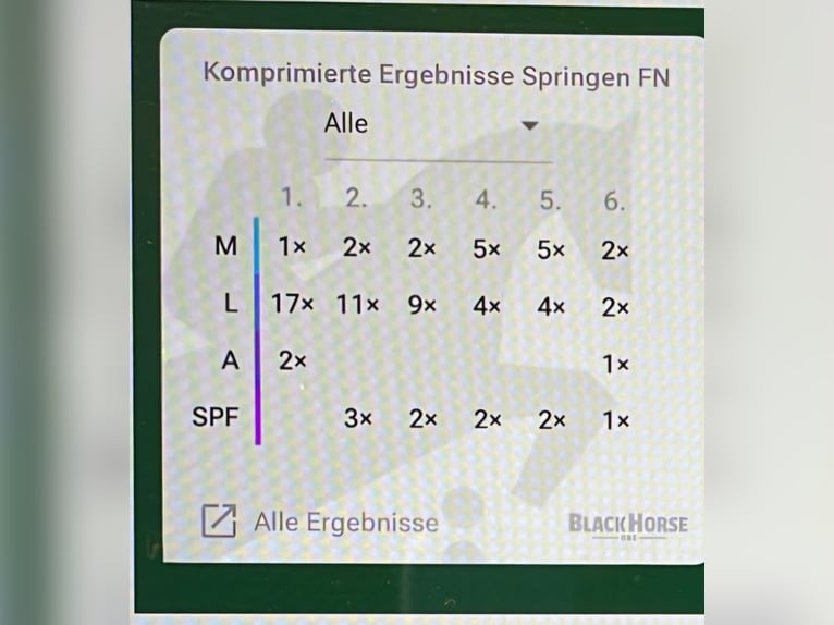 Westfale Stute 14 Jahre 175 cm Brauner in Bassum