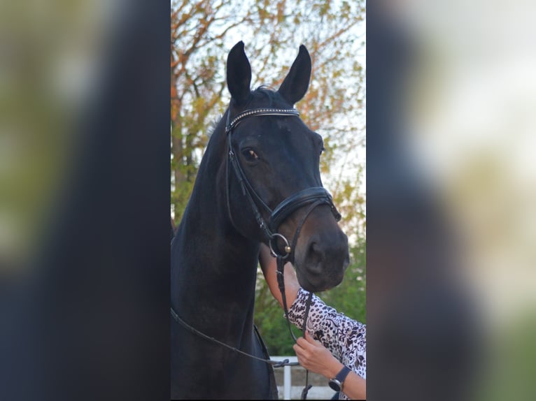 Westfale Stute 14 Jahre 175 cm Dunkelbrauner in Drensteinfurt