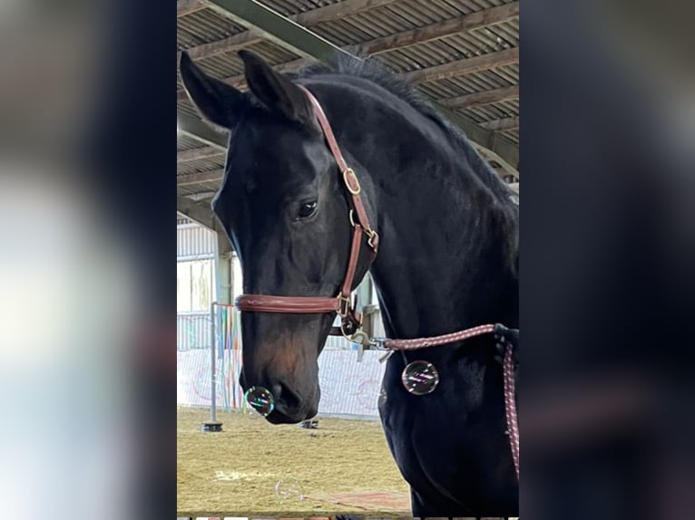 Westfale Stute 14 Jahre 175 cm Dunkelbrauner in Drensteinfurt