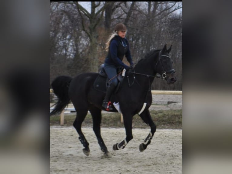 Westfale Stute 14 Jahre 175 cm Dunkelbrauner in Drensteinfurt