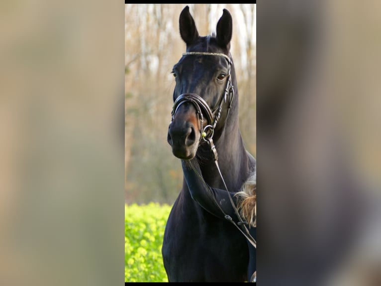 Westfale Stute 14 Jahre 175 cm Dunkelbrauner in Drensteinfurt
