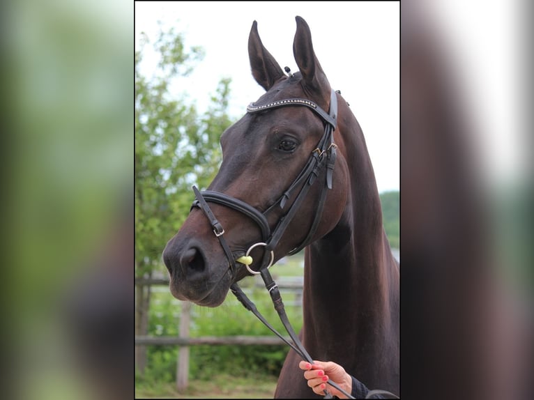 Westfale Stute 14 Jahre 175 cm Dunkelbrauner in Drensteinfurt