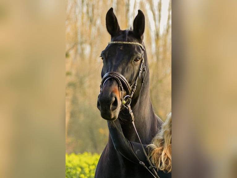 Westfale Stute 14 Jahre 175 cm Dunkelbrauner in Drensteinfurt
