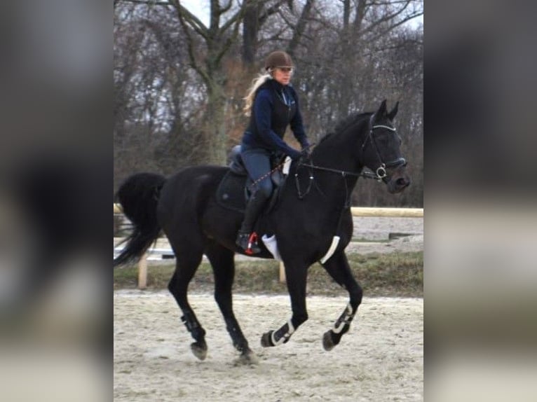 Westfale Stute 14 Jahre 175 cm Dunkelbrauner in Drensteinfurt